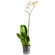 Белая орхидея Фаленопсис в горшке. Каймановы острова